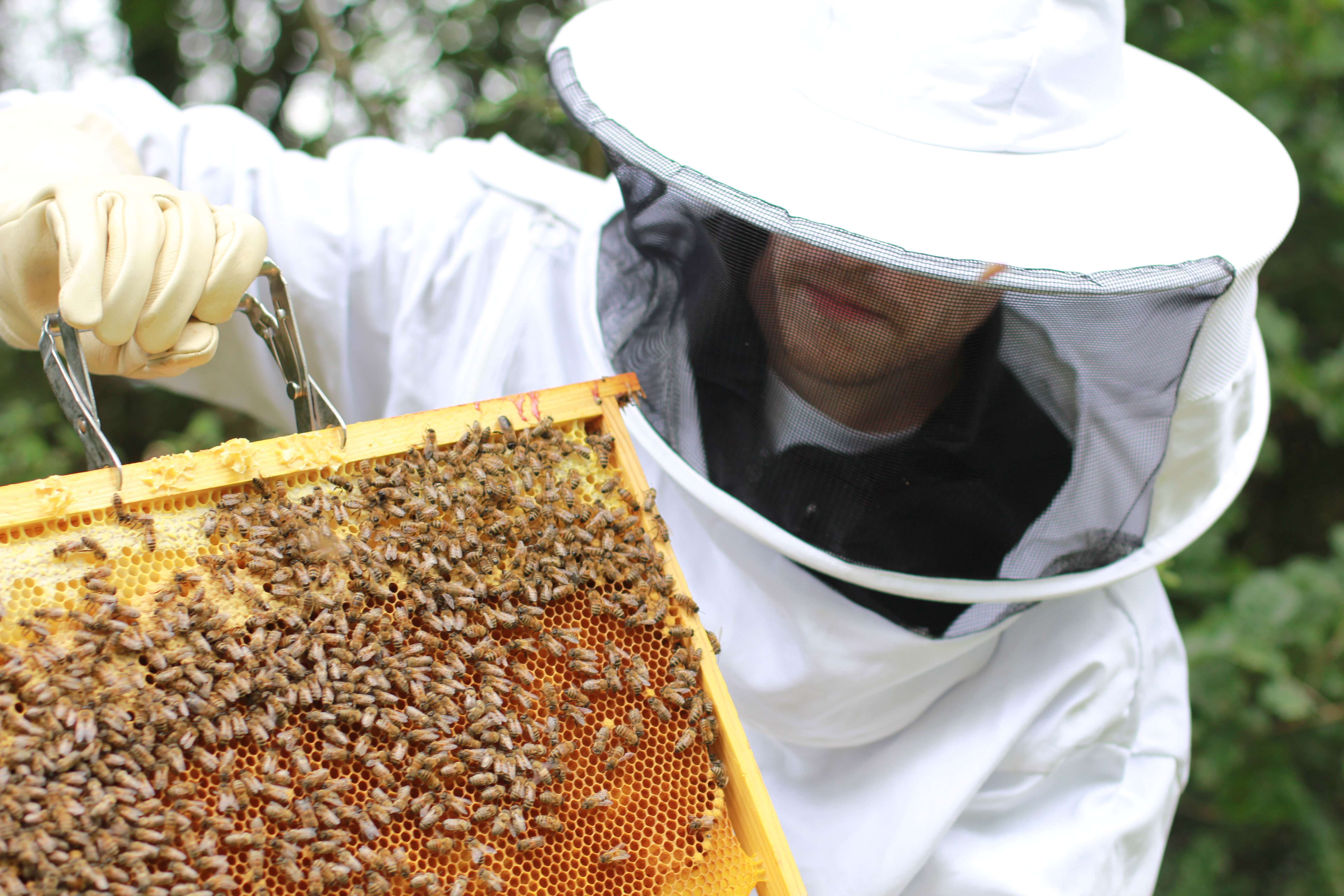 Formation apicole en entreprise