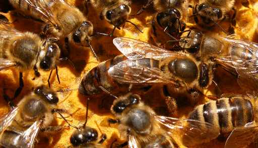 Naissance des abeilles d'hiver