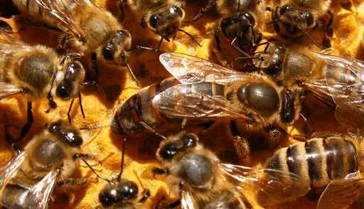 Abeilles serrées les unes contre les autres sur un rayon.