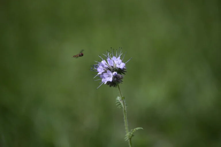 Fleur de phacélie mauve, une abeille en vol à côté.