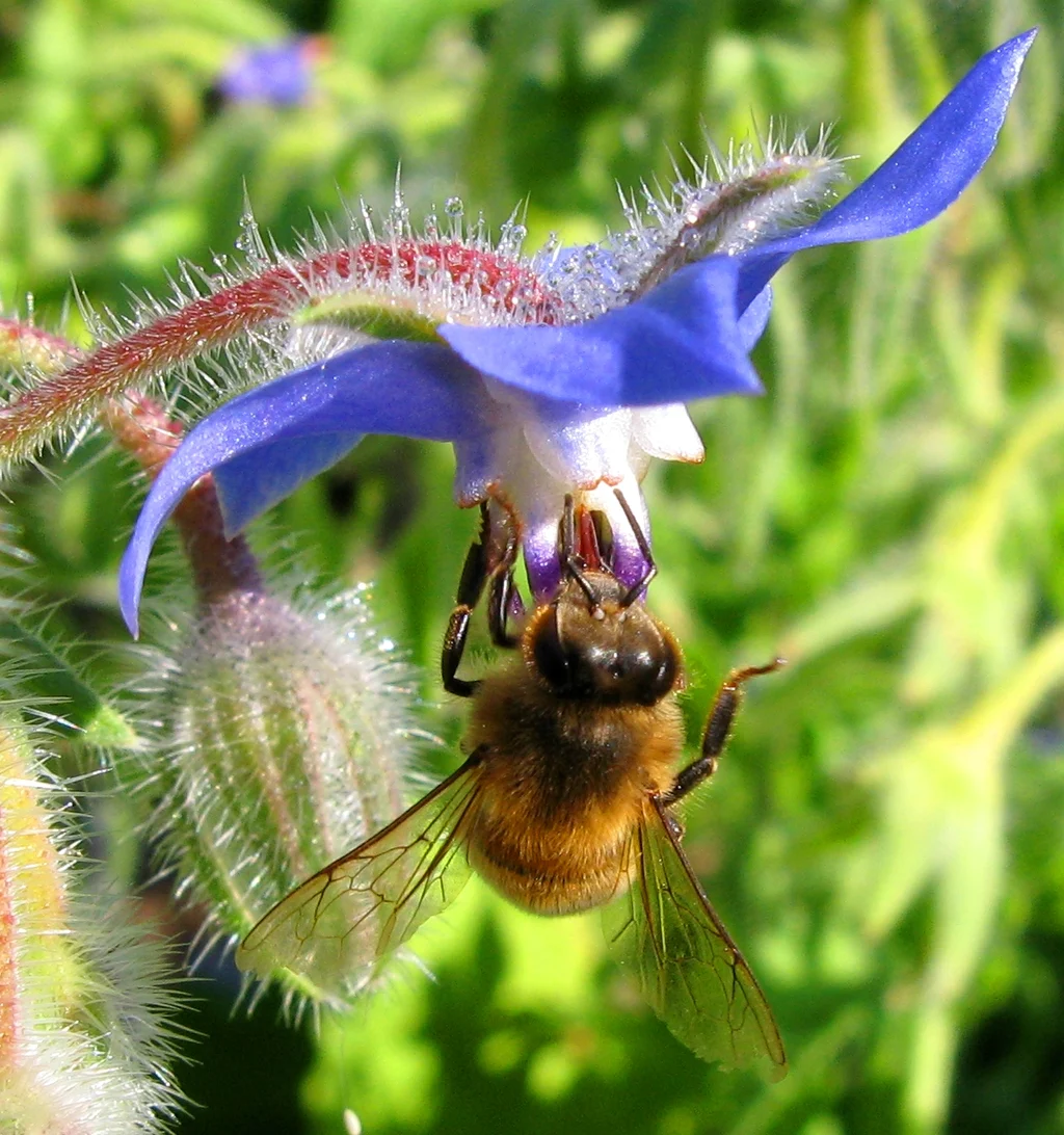 Abeille butinant une fleur de bourrache bleue.