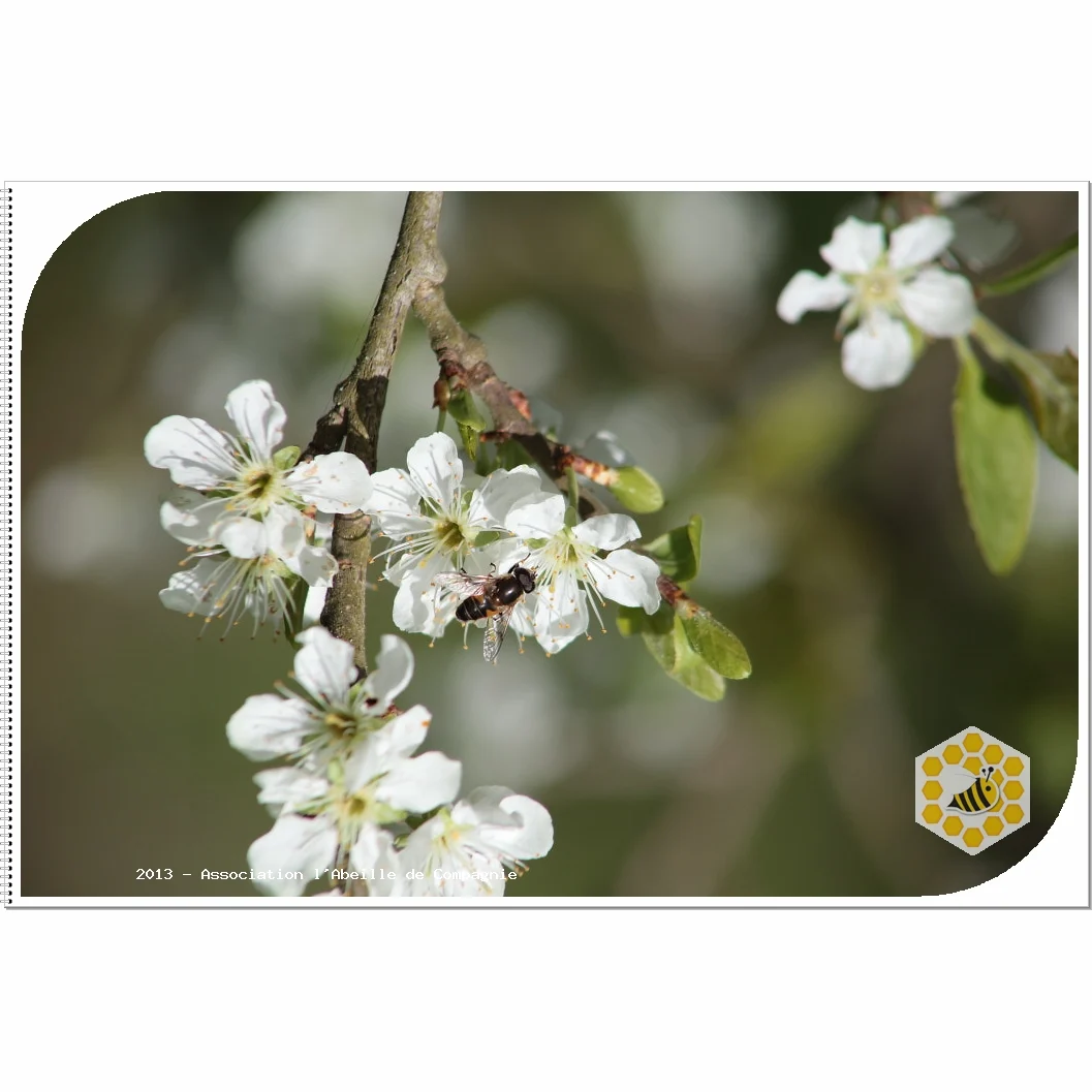 Branche d'arbre fruitier en fleurs blanches.
