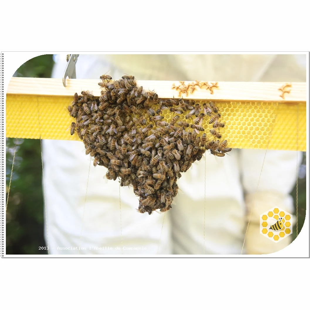 Grappe d'abeilles suspendue sous une barrette de cadre.