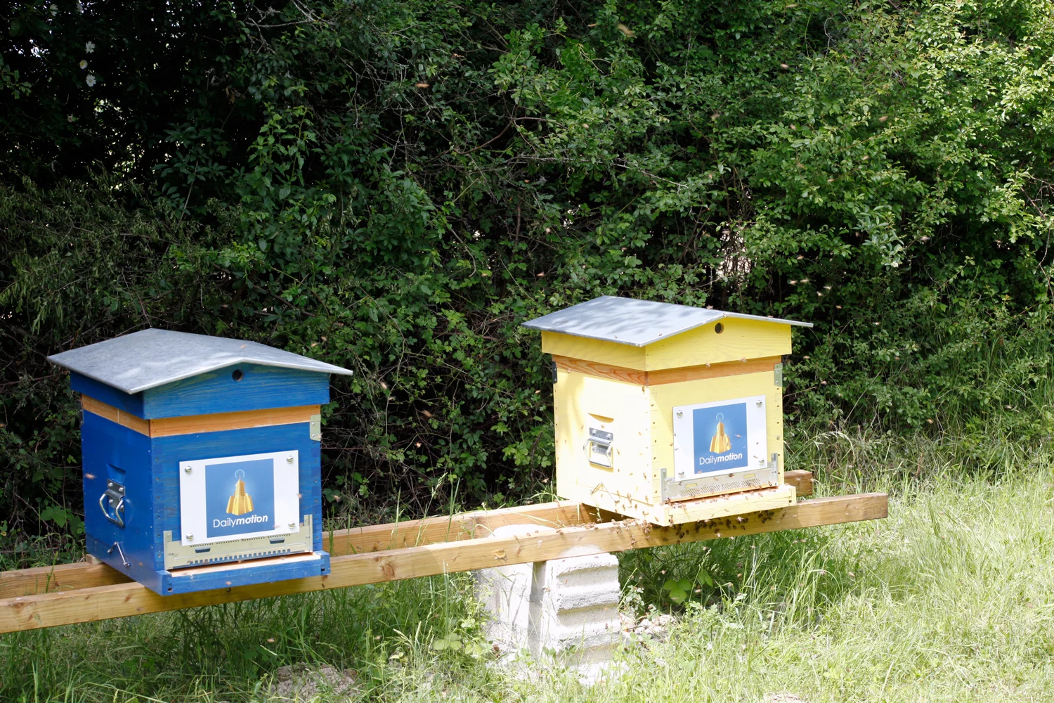 Deux ruches, l'une bleue, l'autre jaune, posées sur un support devant une haie.