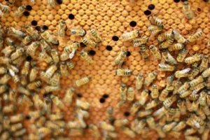 Abeilles sur un rayon de couvain.
