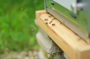 Entrée de ruche en gros plan, abeilles en vol devant la planche d'envol.