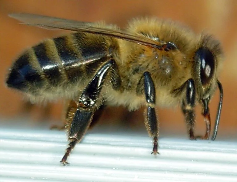 Abeille noire vue de profil en gros plan.