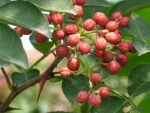 sichuan-plante