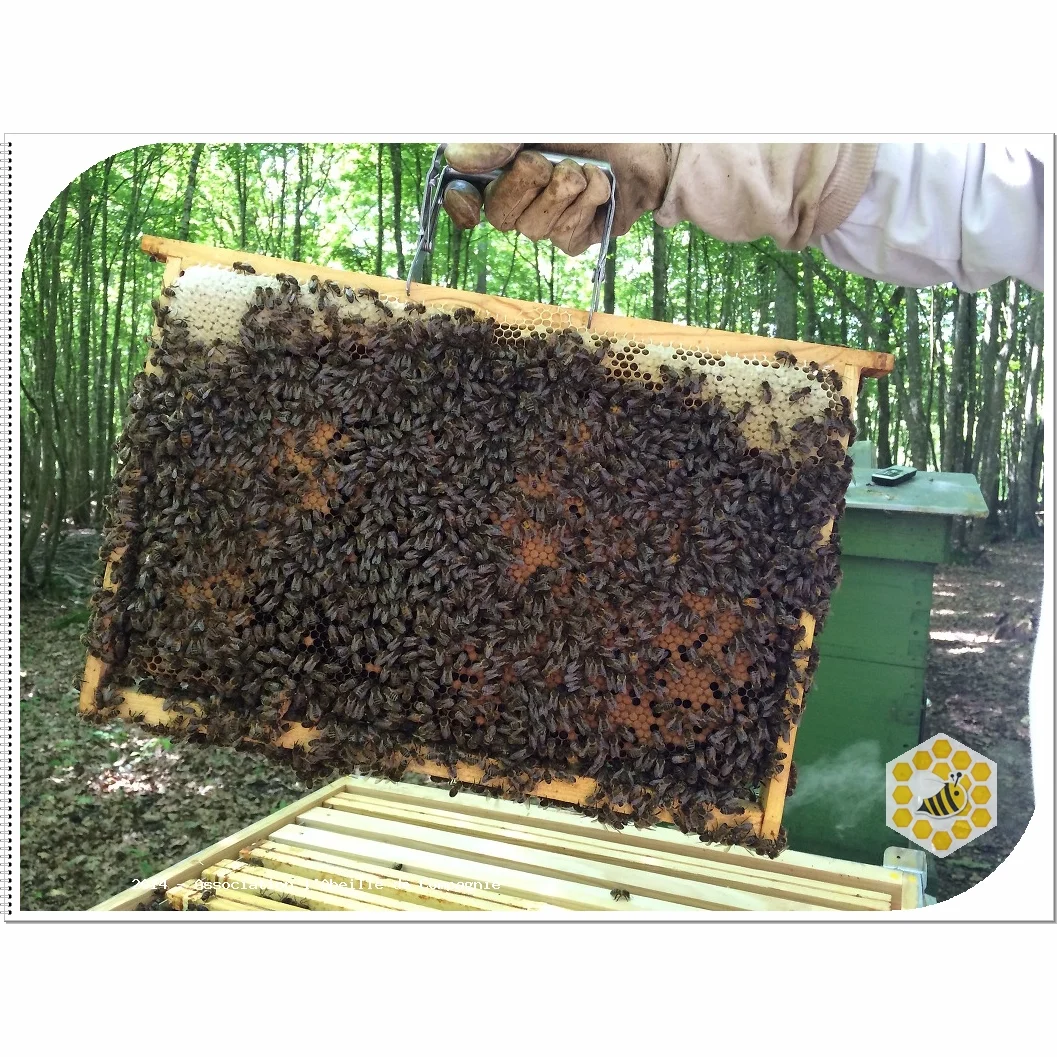 Apiculteur soulevant un cadre couvert d'abeilles au-dessus d'une ruche.
