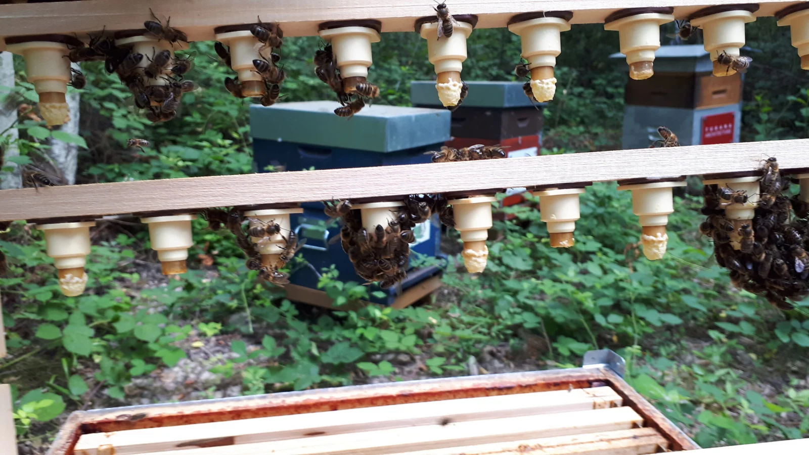 Cadre d'élevage portant deux barrettes de cellules royales, au-dessus d'une ruche.