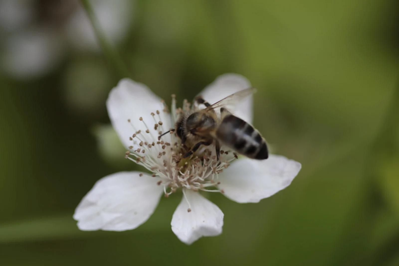 Abeille butinant une fleur blanche.