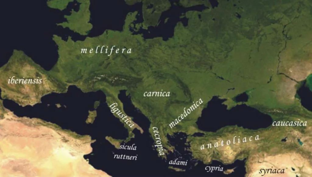 Carte de l'Europe et du bassin méditerranéen situant les sous-espèces d'Apis mellifera.
