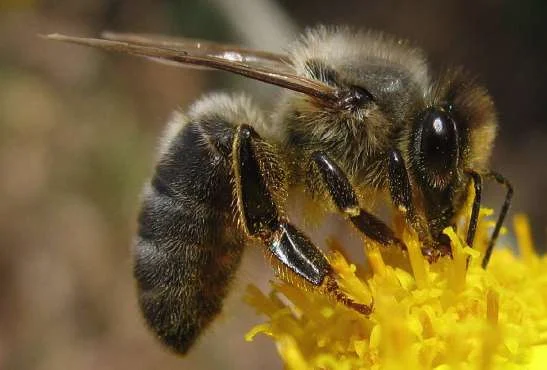 Abeille noire butinant une fleur jaune.