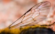 La morphométrie en apiculture