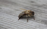 3 millions d'abeilles noires en plus en France grâce à l'Abeille de Compagnie