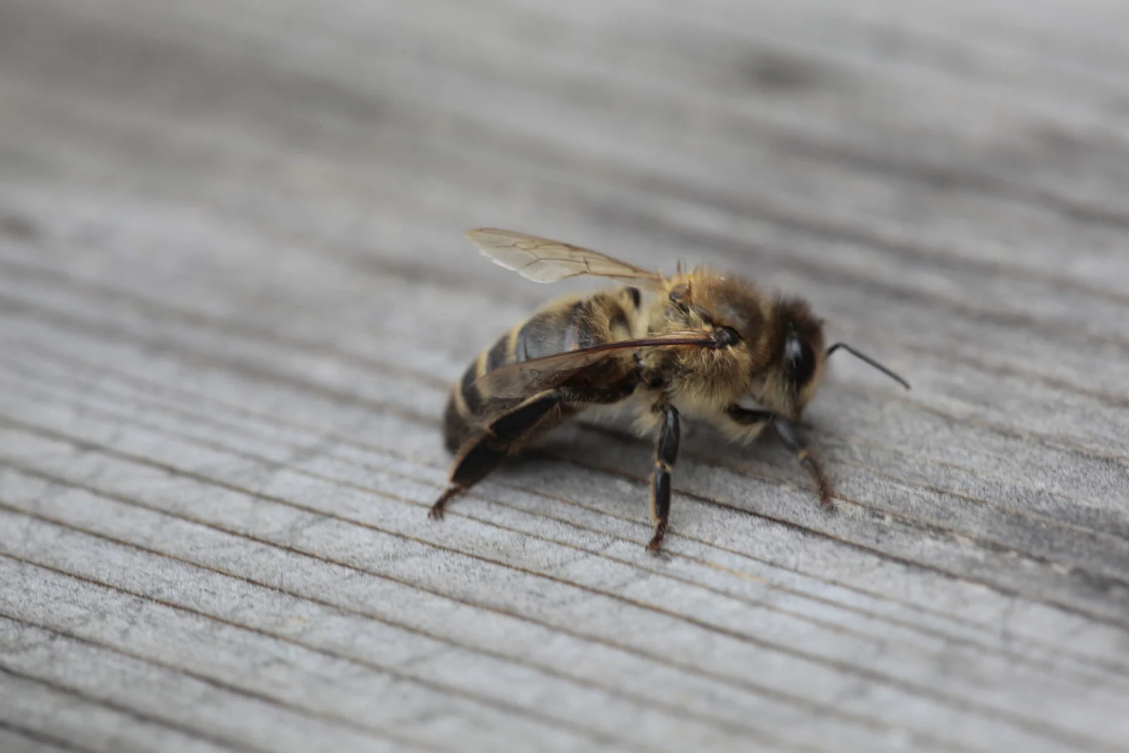 Abeille posée sur une planche de bois grisé.