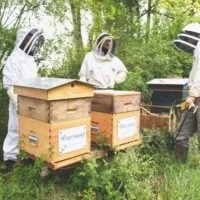 Trois apiculteurs en combinaison autour de ruches marquées « Vitarmonyl », dans un sous-bois.