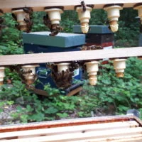 Cellules royales suspendues à une barrette de cadre d'élevage.