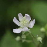Fleur blanche aux pétales froissés et aux nombreuses étamines, en gros plan sur fond vert.