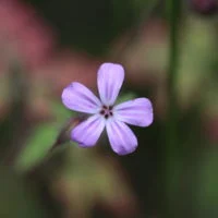 Fleur mauve à cinq pétales veinés, en gros plan.
