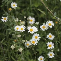 Touffe de petites fleurs blanches au cœur jaune.