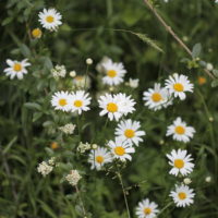 Marguerite