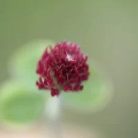 Tête de trèfle rouge foncé, en gros plan sur fond vert.