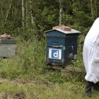Ruche bleue marquée du logo Dailymotion, en lisière de forêt.