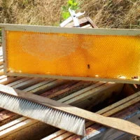 Cadre de miel operculé posé sur une hausse ouverte, à côté d'une brosse à abeilles.