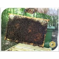 Apiculteur en combinaison soulevant un cadre de couvain couvert d'abeilles noires.