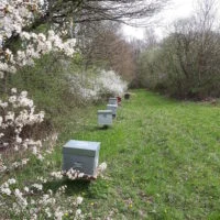 Ruches alignées le long d'une haie en fleurs blanches.