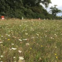 Prairie fleurie de marguerites devant une lisière d'arbres.