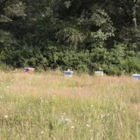 Prairie en lisière de forêt, avec une rangée de ruches au fond.