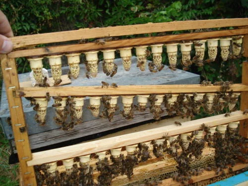 Cadre d'élevage portant trois barrettes de cellules royales, couvertes d'abeilles.