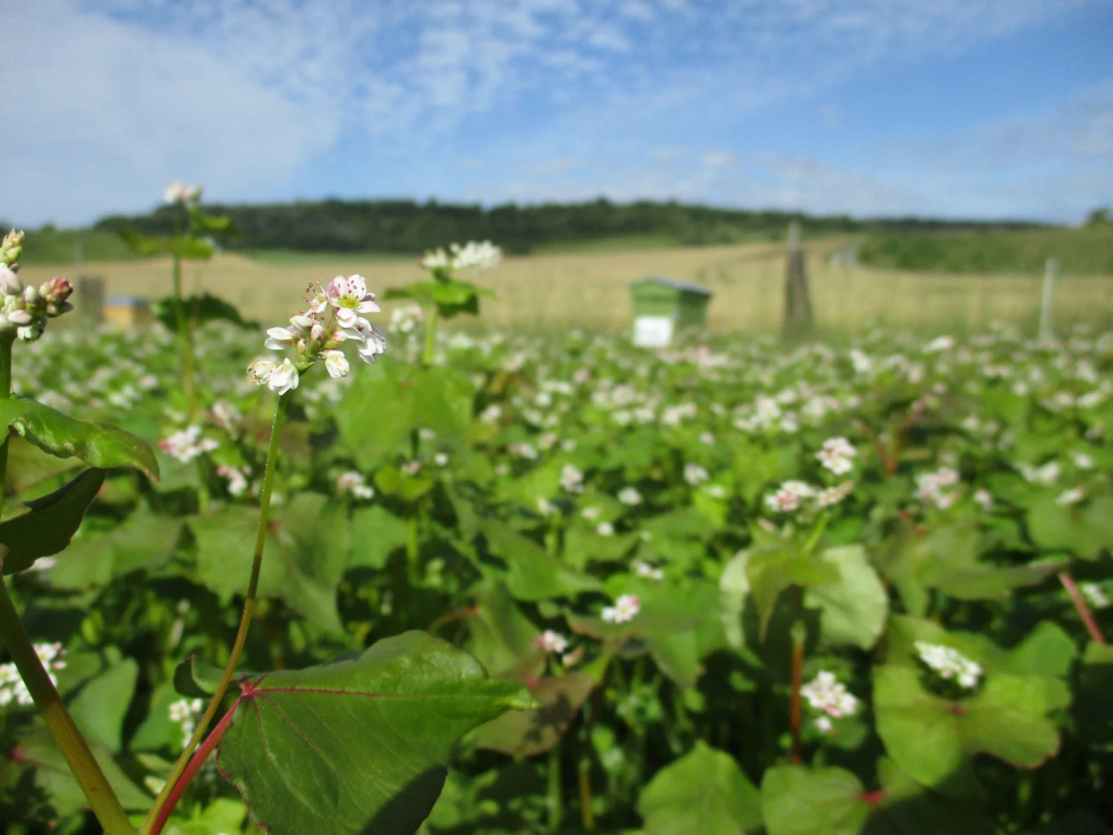 Champ en fleurs blanches à perte de vue, sous un ciel nuageux.