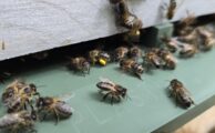 Les sept métiers de l’abeille ouvrière