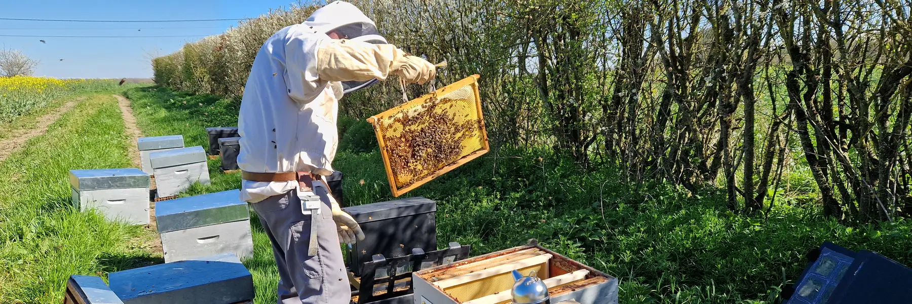 Un apiculteur en combinaison blanche examine un cadre couvert d'abeilles devant deux ruches ouvertes, au bord d'une rangée de ruches installée le long d'un chemin.
