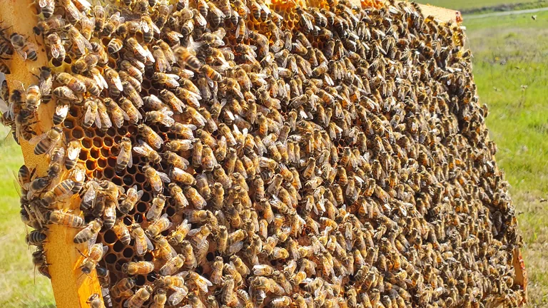Un cadre de ruche entièrement recouvert d'abeilles, tenu au-dessus d'une prairie.