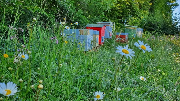Des ruches installées dans une prairie, vues derrière des marguerites en fleur.